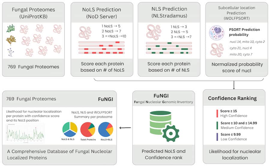Graphical abstract summarizing the FuNGI database